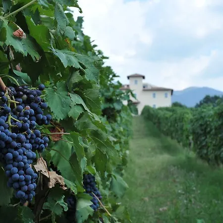 Cincinnato Wine Gospodarstwo agroturystyczne *